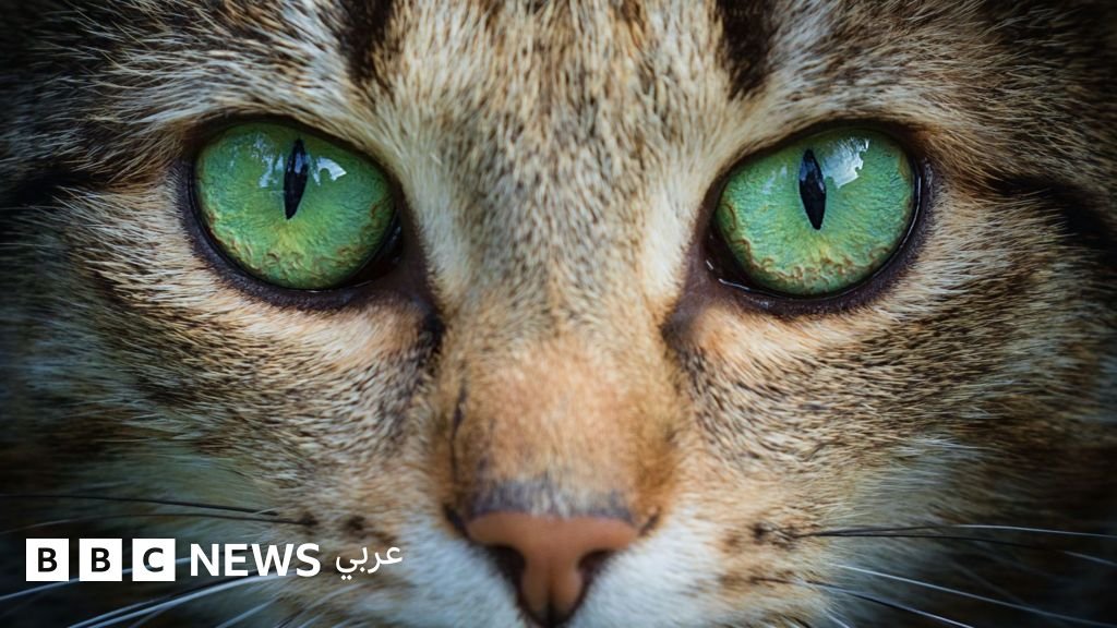 عيون القطط: من إلهام السلامة المرورية إلى ثورة في تكنولوجيا التصوير 3 صورة مقربة لعين قطة تعكس الضوء في الظلام، تظهر بساط العين الشفاف الذي يمنحها قدرة رؤية ليلية فائقة.