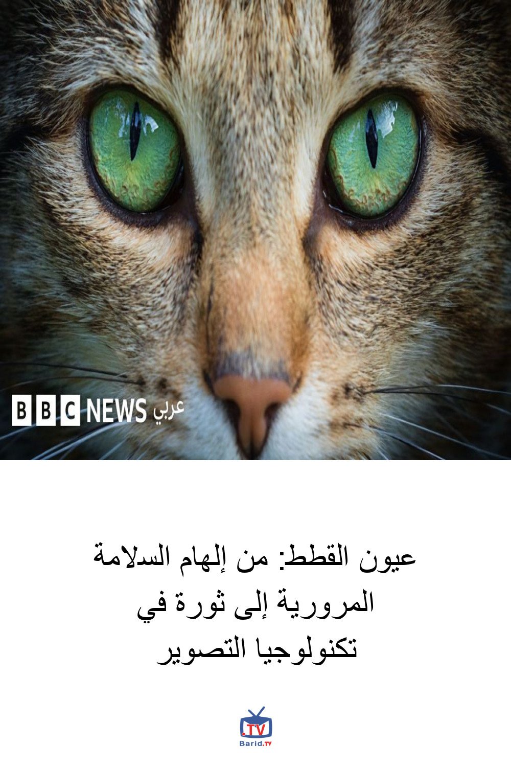 عيون القطط: من إلهام السلامة المرورية إلى ثورة في تكنولوجيا التصوير 4 Pinterest Hidden